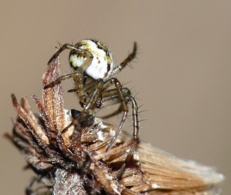 Mangora acalypha